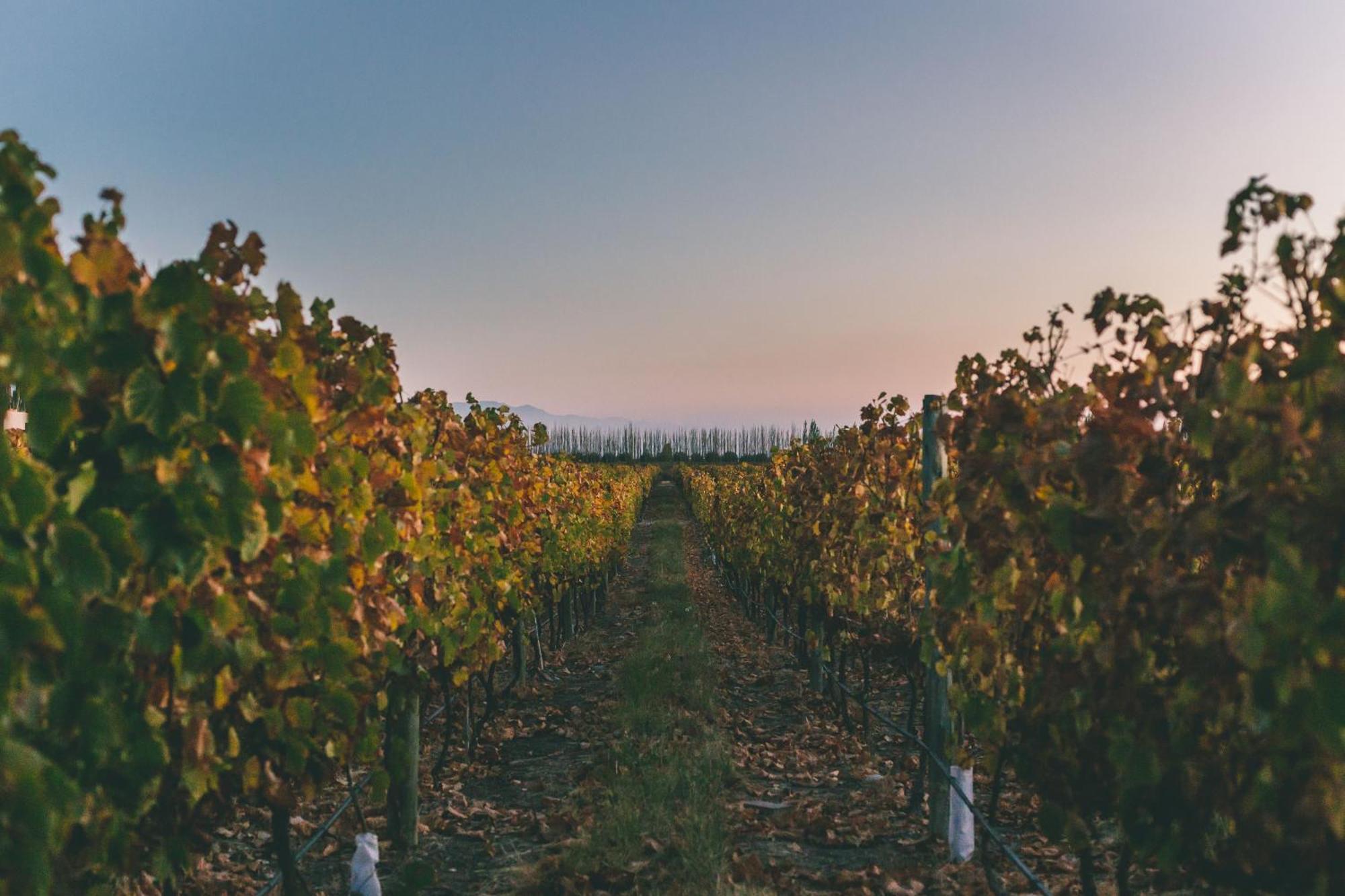 Rosell Boher Winery Lodge & Spa Agrelo المظهر الخارجي الصورة