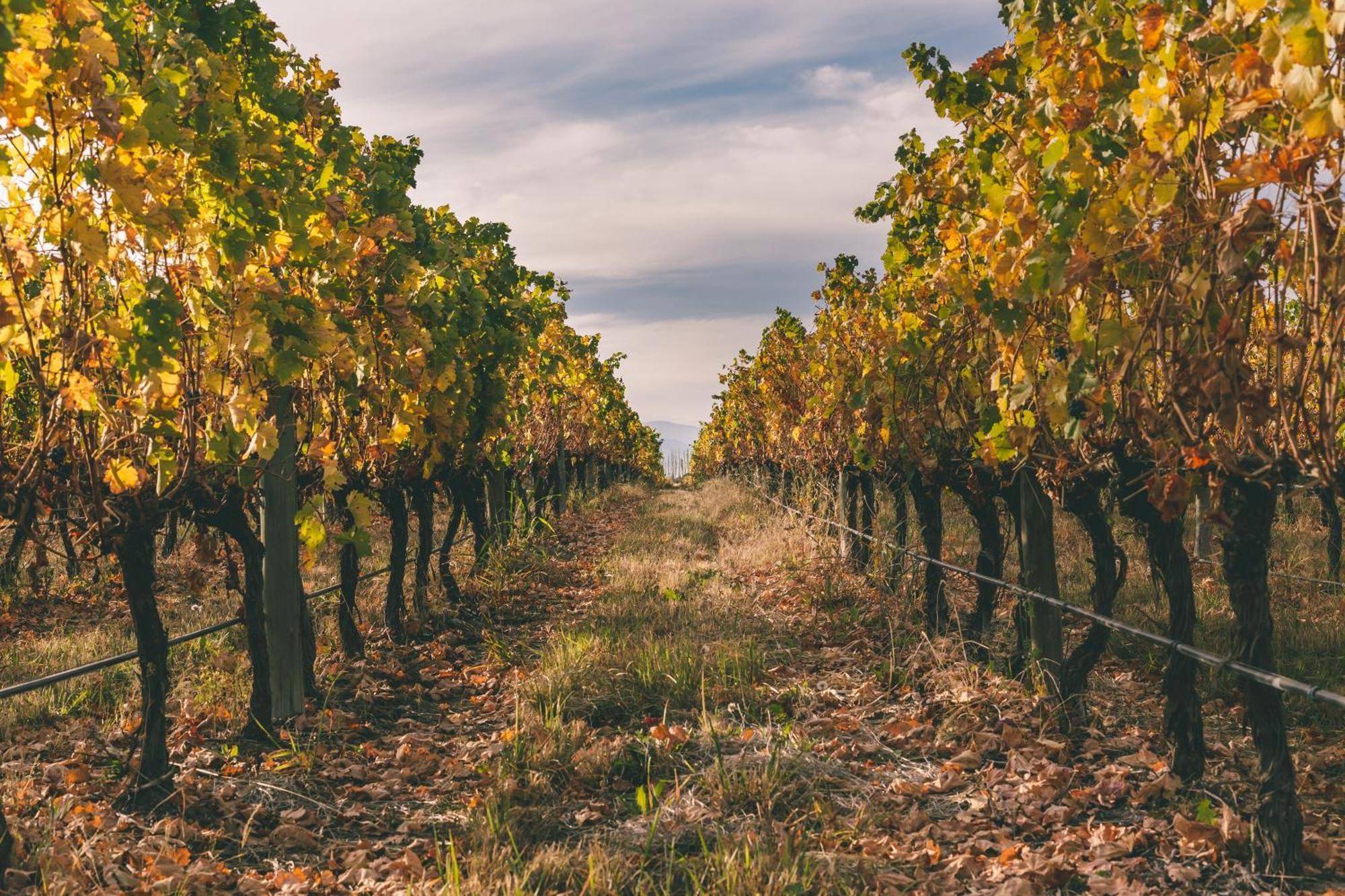 Rosell Boher Winery Lodge & Spa Agrelo المظهر الخارجي الصورة
