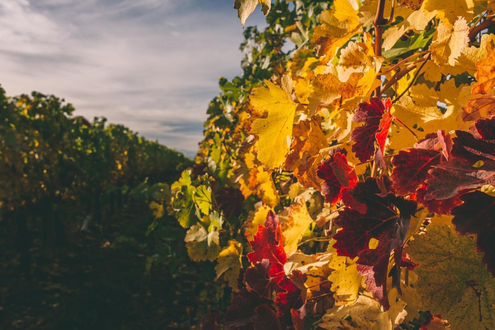 Rosell Boher Winery Lodge & Spa Agrelo المظهر الخارجي الصورة